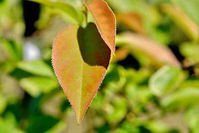 Pseudocydonia sinensis - kdouloň čínská - letní listy